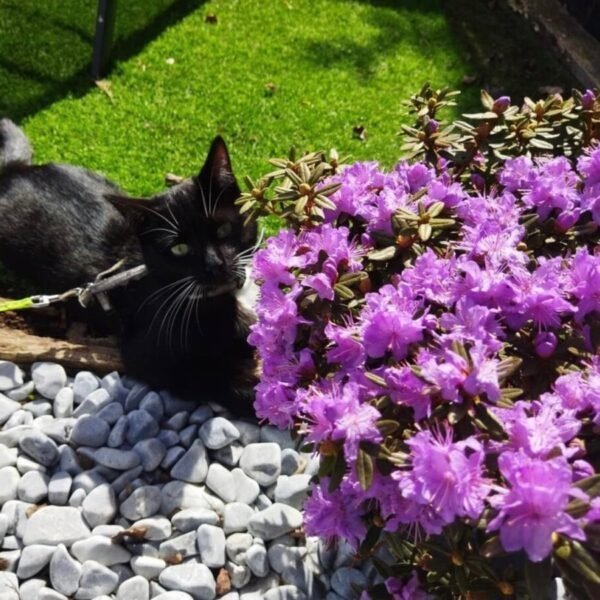 Chats acceptés au Gîte L'Abri-Côtier à Cabourg en Normandie dans le Calvados