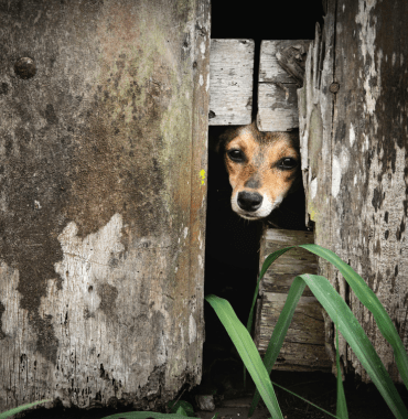 cachorro perdido em um esconderijo chame-o para voltar