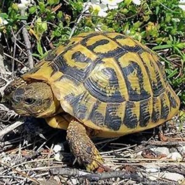 Herman's schildpad in zijn natuurlijke habitat bij Gîtes Vetta in het zuiden van Corsica in Porto Vecchio