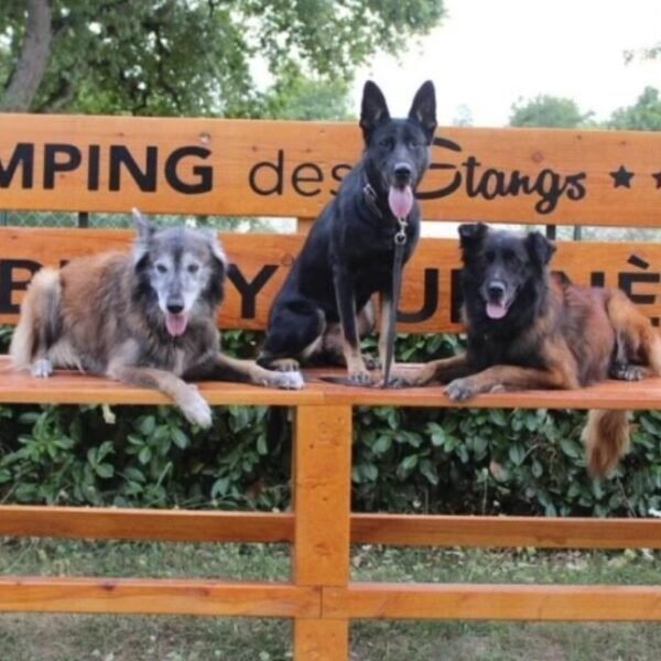 Chiens acceptés avec plaisir au Camping des Etangs à Aubigny-sur-Nère dans le Cher en Centre Val de Loire