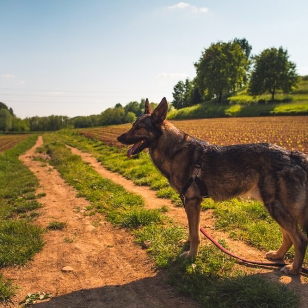 Chien en randonnée à travers champs proche du Gîte Le Copain Vert en Normandie à Hattenville en Seine Maritime