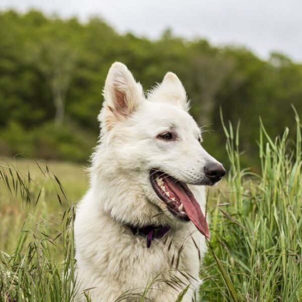 Chien en ballade proche du Gîte Pomme Cannelle en Normandie à Hattenville en Seine Maritime