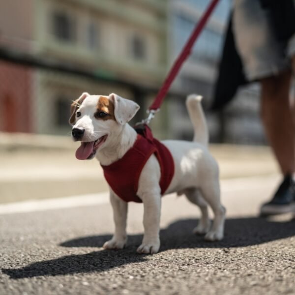 Chien acceptés dans le Villages Clubs du Soleil à Marseille en Provence Alpes Côte d'Azur dans les Bouches du Rhône