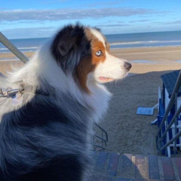 Chien acceptés gratuitement dans le Gîte L'Abri-Côtier à Cabourg en Normandie dans le Calvados