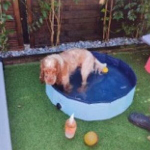 Piscine pour chiens dans le jardin clos du Gîte L'Abri-Côtier à Cabourg en Normandie dans le Calvados