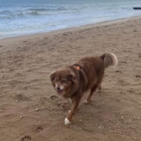 Chien sur la plage proche du Gîte L'Abri-Côtier à Cabourg en Normandie dans le Calvados