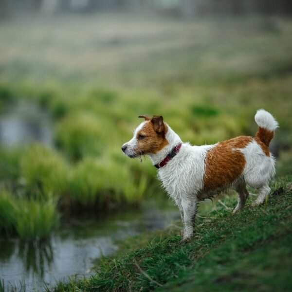 Chien accepté aux Chambres d'hôtes Le Moulin de Meslon en Berry dans le Cher à Coust en Centre Val de Loire