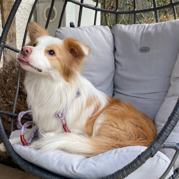 Chien sur le fauteuil de la terrasse du Gîte Le Moulin de Presly en Berry dans le Cher en région Centre Val de Loire