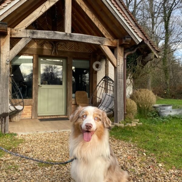 Chien devant le Gîte Le Moulin de Presly en Berry dans le Cher en région Centre Val de Loire