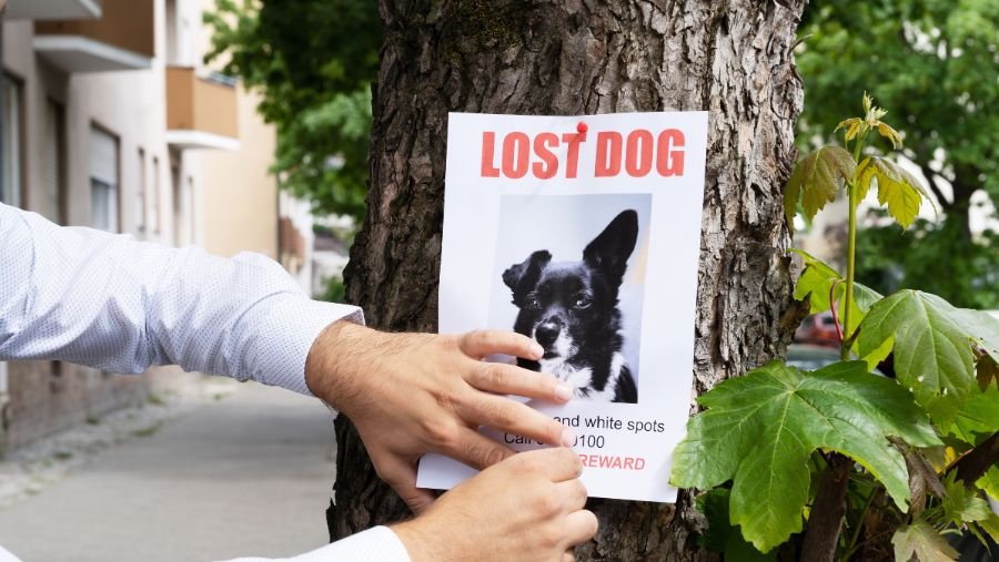 Je hond is verdwaald: goede reflexen