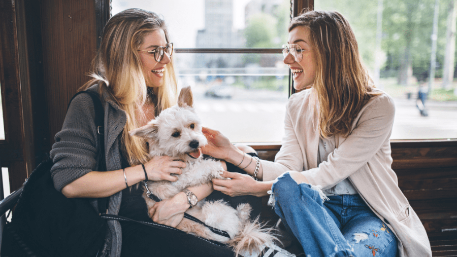 Dans le tram avec un chien : les règles à respecter