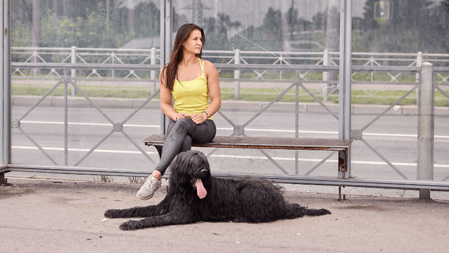 Attendre le tramway avec son chien