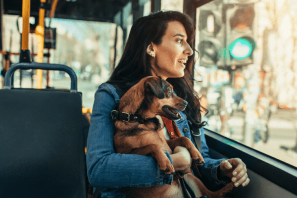 Les tramways en France : autorisés ou non avec son chien ?