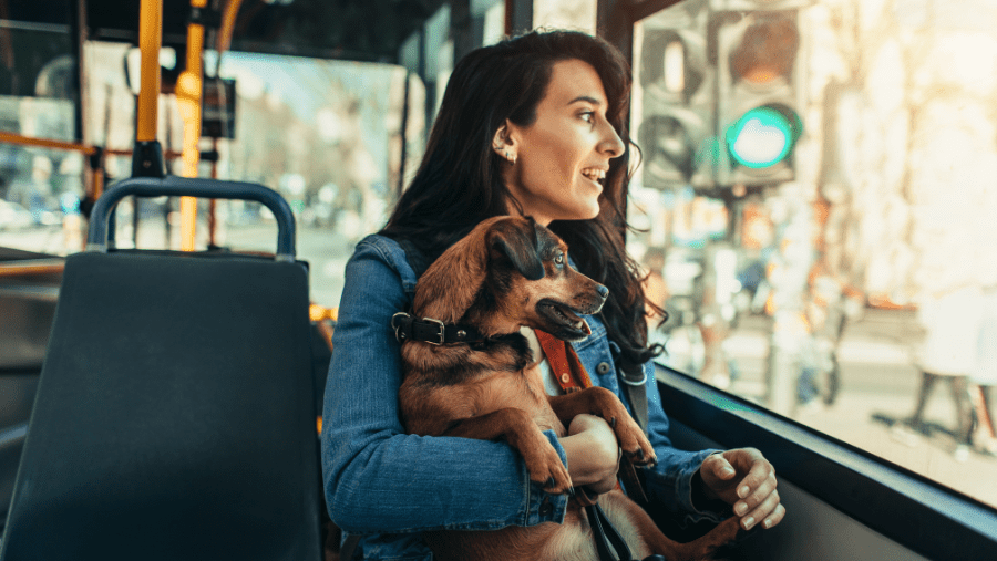 Trams in Frankrijk: toegestaan ​​of niet met uw hond?