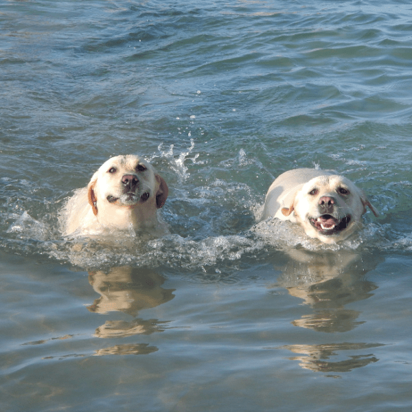 la Plage Cala Vallcarca à Barcelone en Espagne avec deux chiens