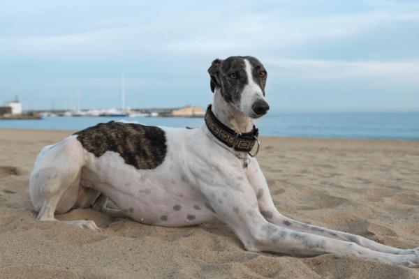 Plage de Es Carnatge