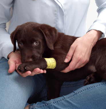 qui peuvent sauver votre chien