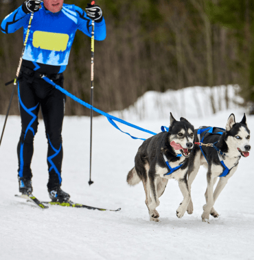 les stations de ski dans lesquelles faire du ski joëring avec son chien
