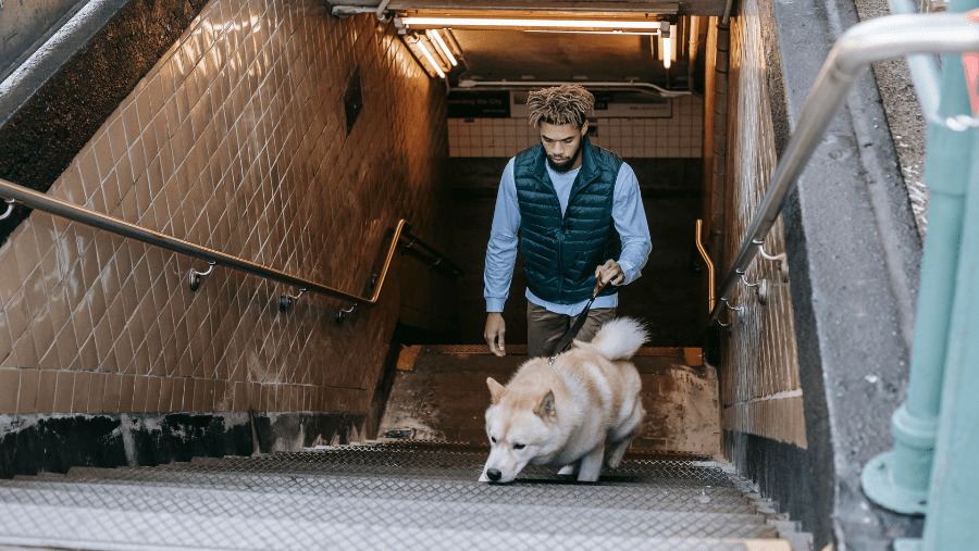 Metro in Parijs: hoe werkt het met een hond?