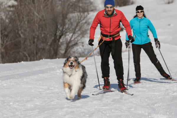 Où faire du ski joëring avec son chien ?