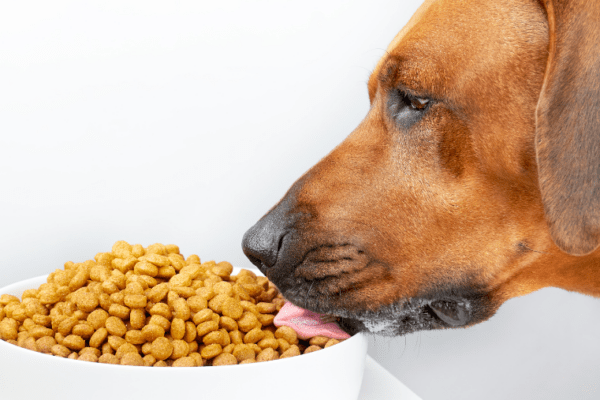 Croquettes pour chien : avec ou sans céréales ?