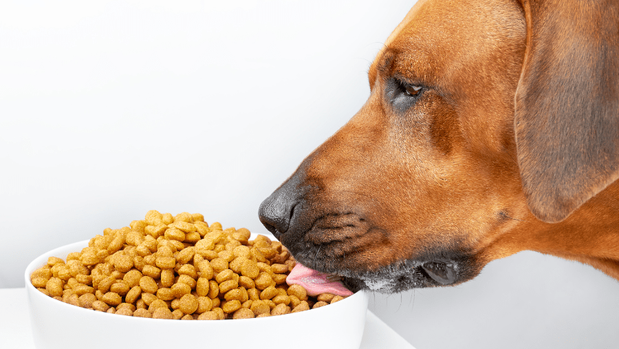 Dog food: with or without cereals?