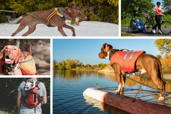 accessoires canins : comment bien le choisir ?