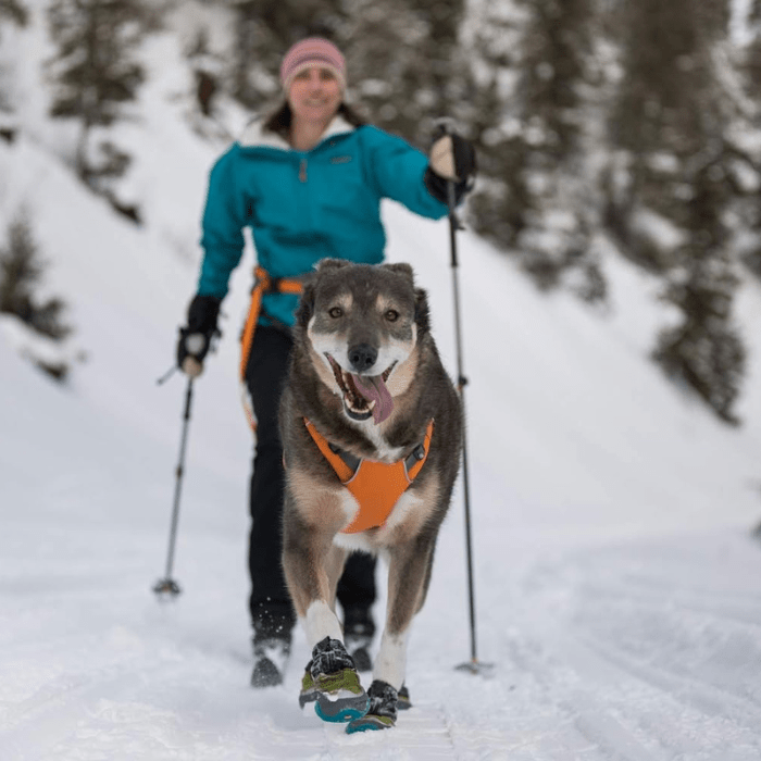 equipment for doing traction sports with your dog