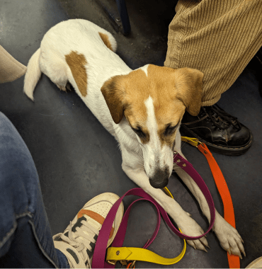 prendre le métro parisien avec son chien