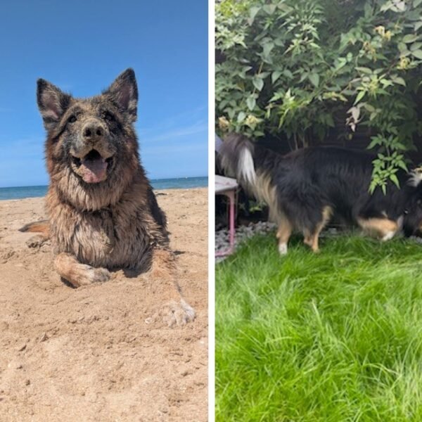 Chien acceptés gratuitement dans le Gîte L'Abri-Côtier à Cabourg en Normandie dans le Calvados