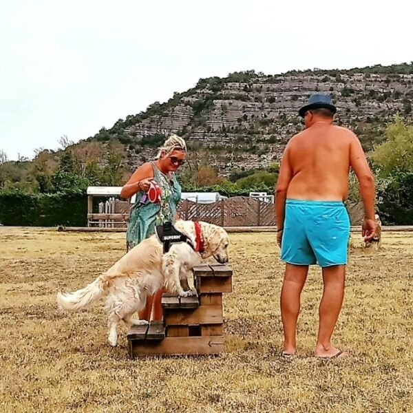 chien dans un toutouparc au camping le domaine des chenes en Ardèche