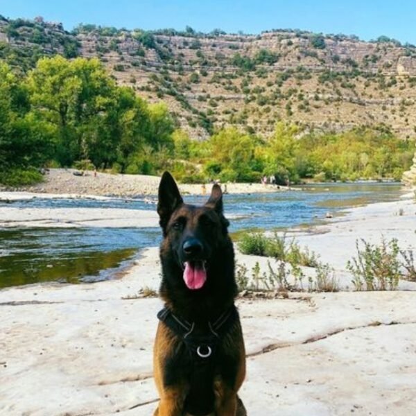 chien à la rivière au camping le domaine des chenes