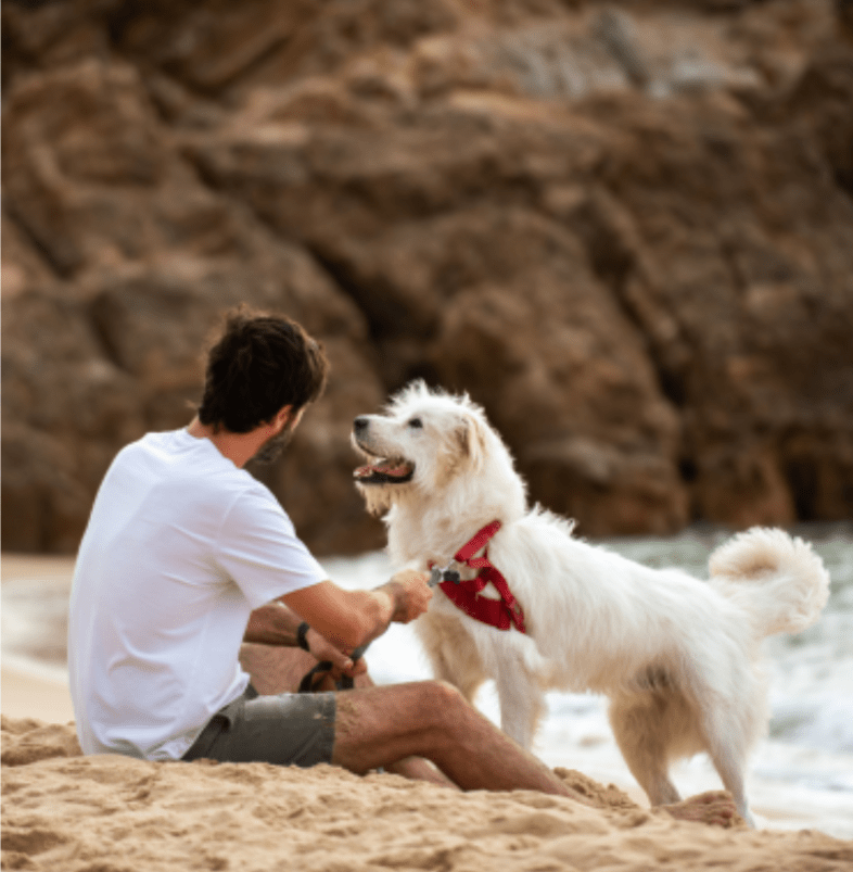 Aller à la plage avec son chien sur les îles Canaries