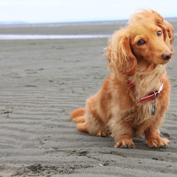 Chien roux sur une plage en bretagne