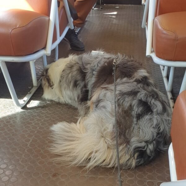 Voyage chien dans le train pour des vacances dog-friendly