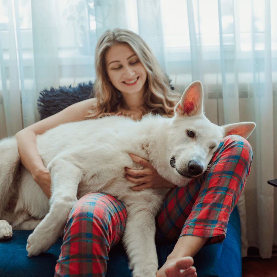 Coccole del cane sul divano con il suo umano
