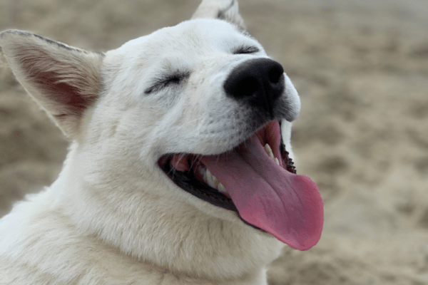 Dog Beach de San Vincenzo