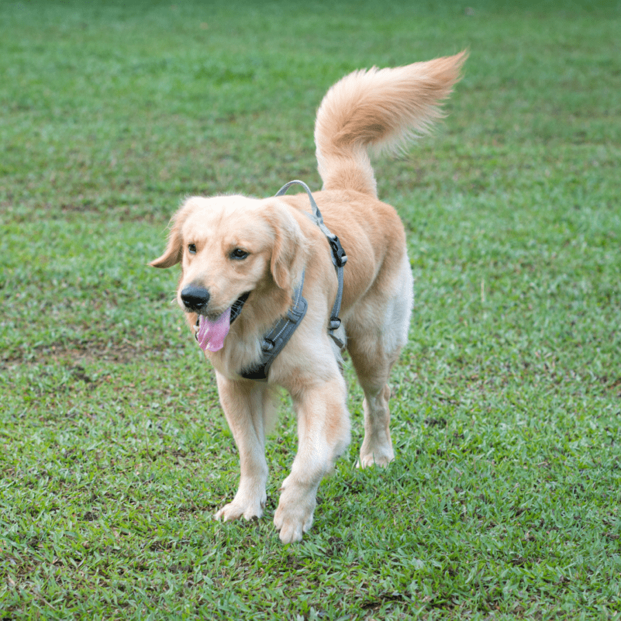 Perro golden retriever caminando con rastreador GPS en arnés