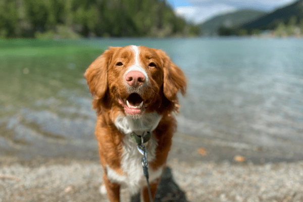 Lac de Bled