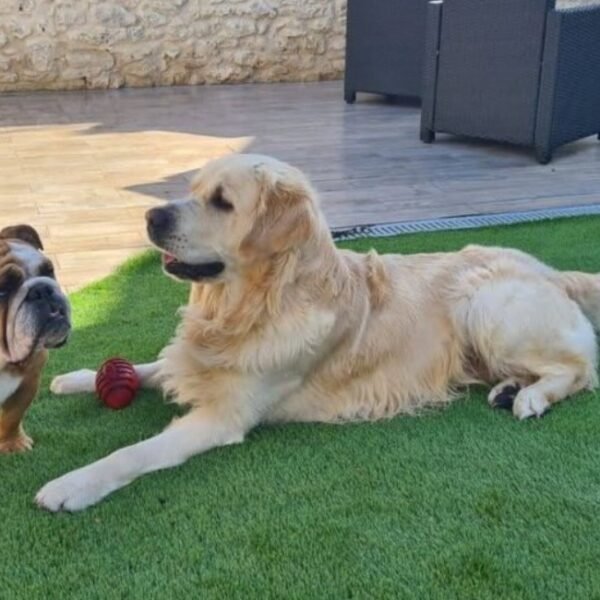 Chiens acceptés dans le Gite Le Clos des Hirondelles en Centre Val de Loire à Thenay proche de Beauval dans le Loir et Cher