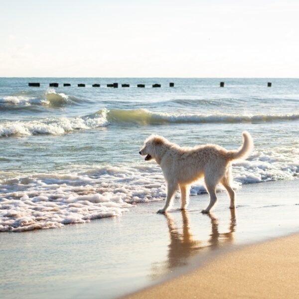 Les chiens sont acceptés au Camping Oasis Palavasienne dans l' Hérault à Lattes en Occitanie