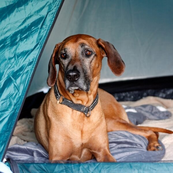 Hunde sind auf dem Campingplatz Le Casties in der Haute Garonne in den Pyrenäen in Okzitanien in Casties-Labrande gestattet