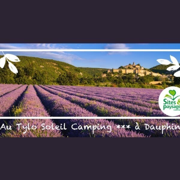 Champs de lavandes proches du Camping Sites et Paysages LE TYLO SOLEIL à Dauphin en région PACA dans le Luberon dans les Alpes de Haute Provence