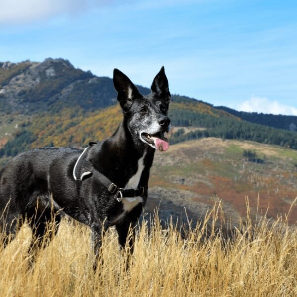 Chien dans la nature proche du Train de l'Andorge en Cévennes pour une visite touristique dans le Gard