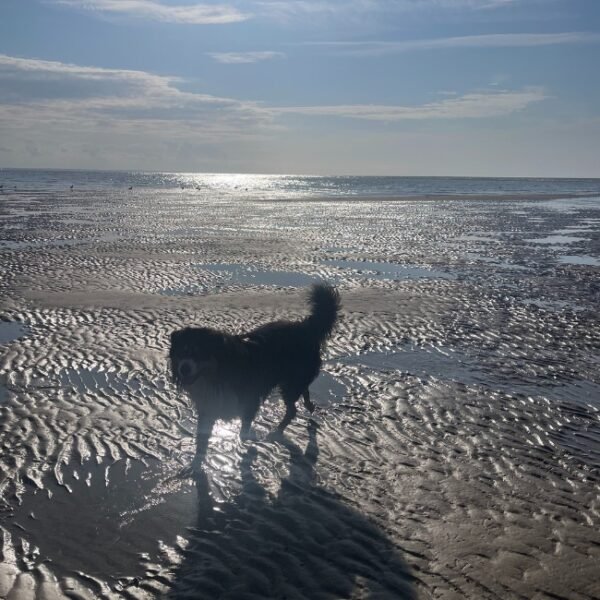 Chien acceptés à la plage chez le Gîte L'Abri-Côtier à Cabourg en Normandie dans le Calvados