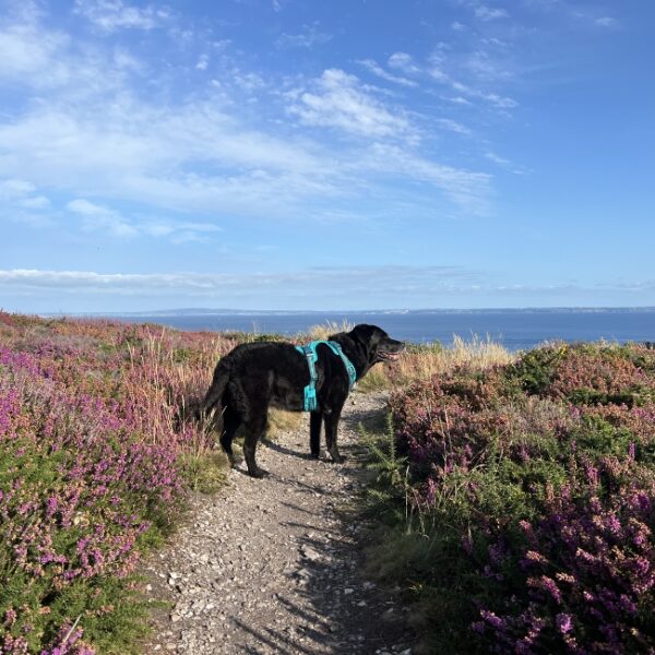 Musher au Centre Nautique de Crozon Morgat à Crozon dans le Finistère