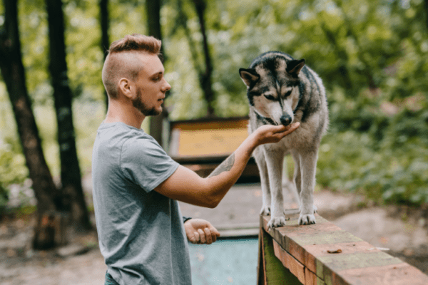 Chien qui fait de l'agility pour s'amuser ensemble lors d'un loisir dog-friendly