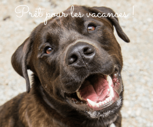 Chien qui partage un loisir avec son humain à la plage ou au ski et en forêt pour vivire des aventures