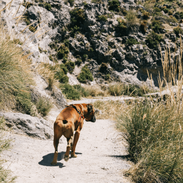 Parc naturel de la Serra Calderona avec son chien