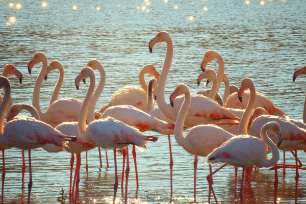 Parc naturel du Delta de l’Èbre